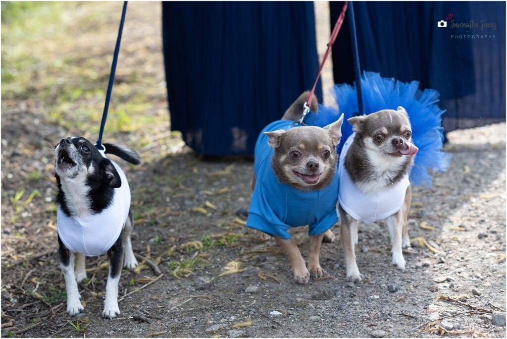 chihuahuas as flower girls and page boys