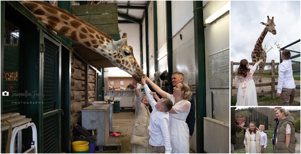 feeding the giraffes at Port Lympne